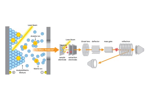 MALDI Theory and Basics