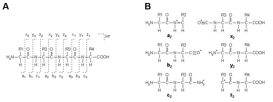 Figure 5. (A) Generic peptide showing the positioning for the formation of a, b, or c ions with charges on the N terminal fragment, and x, y, or z ions where charges fall on the C terminal fragment.