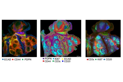 Intro to Mass Spectrometry Imaging (MSI)