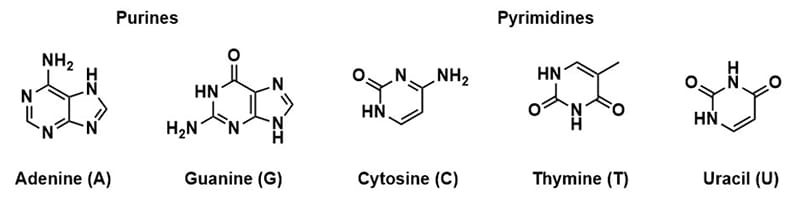 Figure 1. Structure of nucleic acid bases. Purine bases adenosine and guanine, Pyrimidine bases cytosine, thymine, and uracil (RNA only).