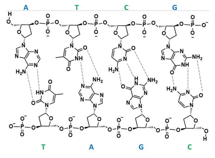 Figure 2. DNA strand showing hydrogen bond patterns of Watson-Crick base pairing.