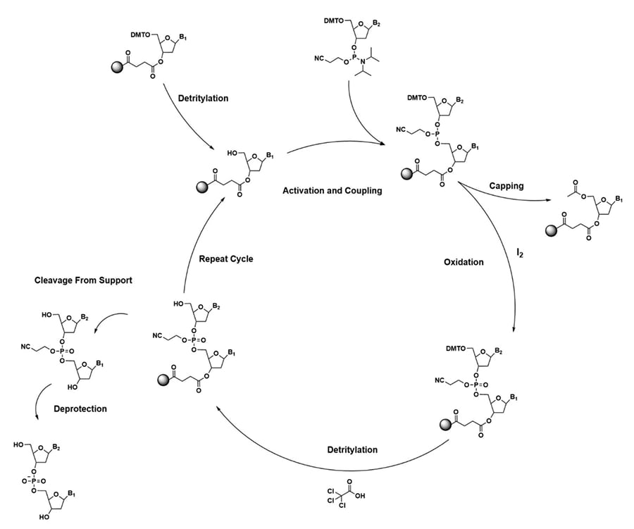 Figure 4. Solid-Phase DNA synthesis cycle using a phosphotriester activated nucleoside.