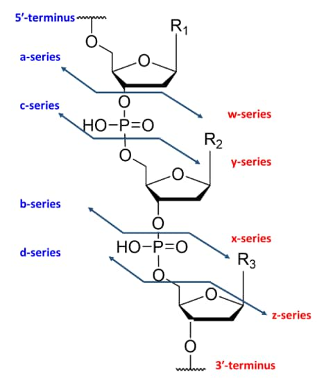 Figure 5. Ion fragmentation nomenclature of oligonucleotides.