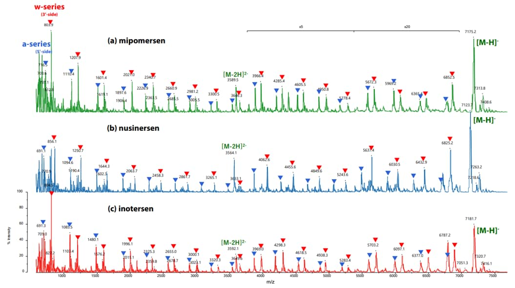 Figure 6. In-Source Decay (ISD) of an oligonucleotide in negative ionization mode using the MALDI-8030. Nucleic acid therapeutics were spotted with HPA as a matrix for analysis (a) mipomersen, (b) nusinersen, and (c) inotersen. A-series ions are marked with blue triangles and W-series ions are marked with red triangles. (Nishikaze, T. 2022 )